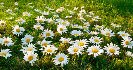 Image showing Large white daisies