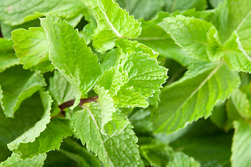 Image showing Mint leaves closeup