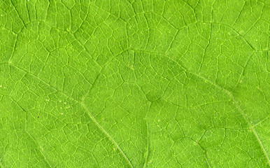 Image showing Leaf veins close up