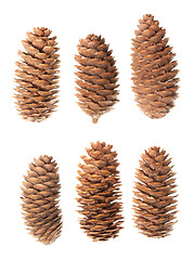 Image showing Set of pine cones