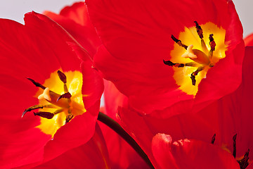 Image showing Reds tulips