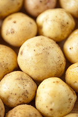 Image showing Fresh potatoes