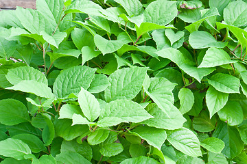 Image showing Green foliage