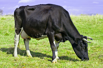 Image showing Cow grazing