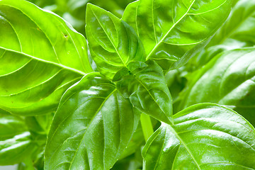 Image showing Basil leaves