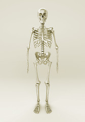 Image showing Skeleton of a gray background