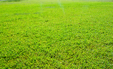 Image showing Green grass