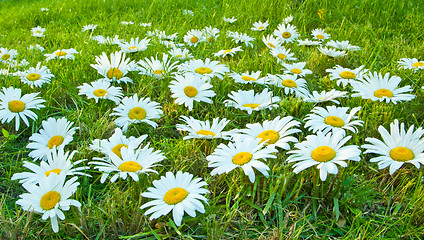 Image showing White daisies