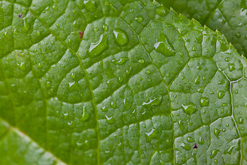 Image showing Green Leaf