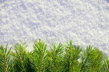 Image showing Winter forest background