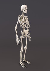 Image showing Skeleton of a gray background