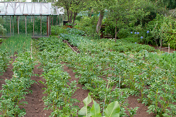 Image showing Vegetable garden