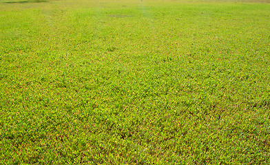 Image showing Green grass