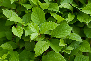 Image showing Green fresh leaves