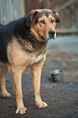 Image showing Large guard dog