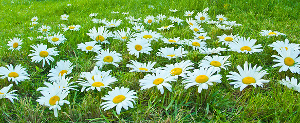 Image showing White daisies