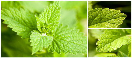 Image showing Mint leaves