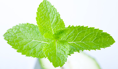 Image showing Fresh mint leaves