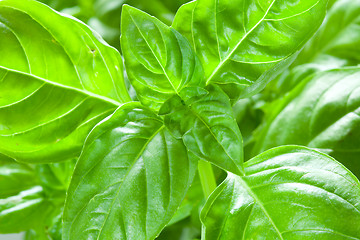 Image showing Basil leaves