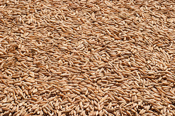 Image showing Rye grain closeup