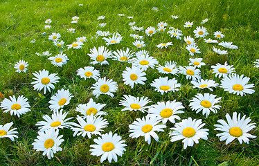 Image showing Large white daisies