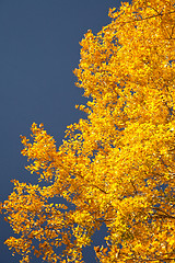Image showing Color burst of autumn foliage