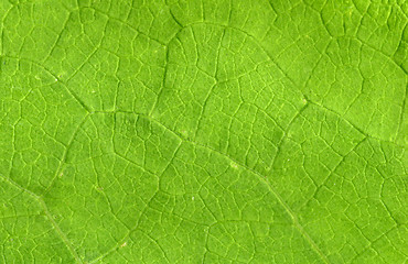 Image showing Leaf veins close up
