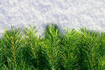 Image showing Winter forest background