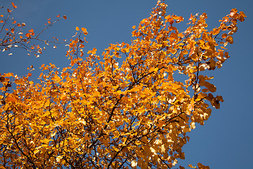 Image showing Color burst of autumn foliage