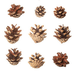 Image showing Set of pine cones
