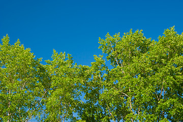 Image showing Foliage against the sky