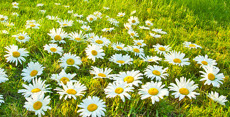 Image showing White daisies