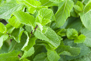 Image showing Fresh mint leaves