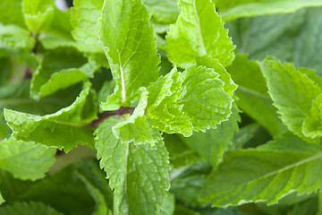 Image showing Fresh mint leaves