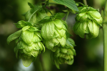 Image showing Plant hops