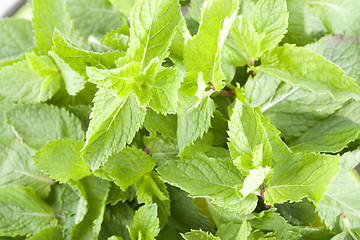 Image showing Mint leaves closeup