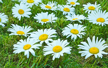 Image showing White daisies