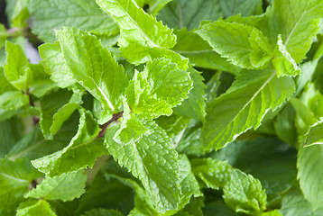 Image showing Fresh mint leaves