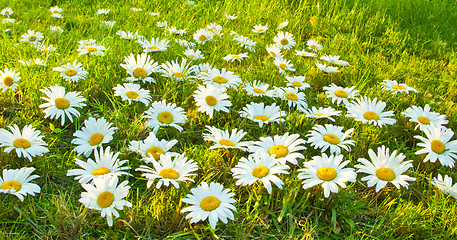 Image showing White daisies