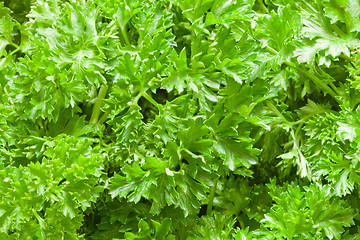 Image showing Parsley