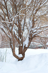 Image showing Tree covered with snow