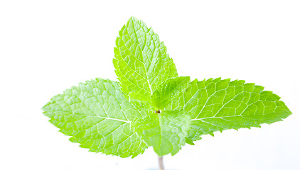 Image showing Fresh mint leaves