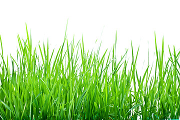 Image showing Stalks of green grass