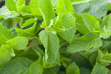 Image showing Fresh mint leaves