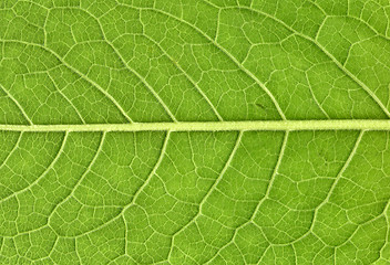 Image showing Leaf veins close up