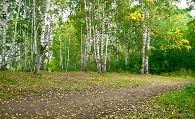 Image showing Forest landscape