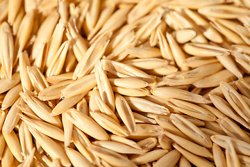 Image showing Seeds of oats