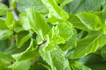 Image showing Fresh mint leaves