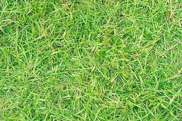 Image showing Green grass