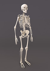 Image showing Skeleton of a gray background